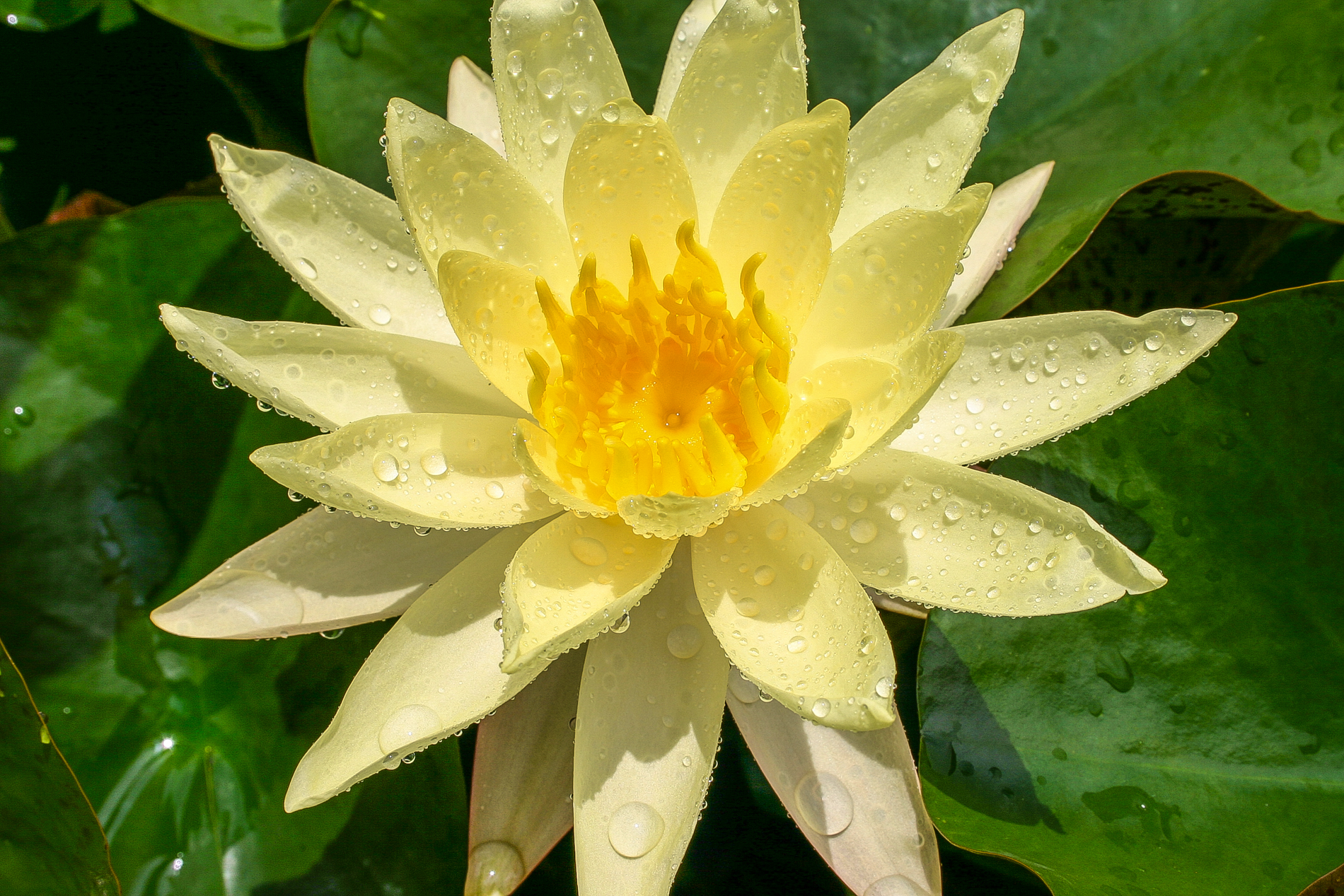 Nymphaea 'Betsy Sakata' — Florida Aquatic Nurseries